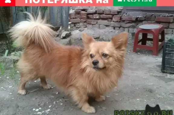 Пропала собака в роще Красная Весна, Новочеркасск