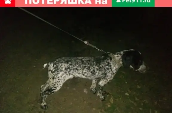 Собака найдена у дома Генерала Трошева 45, Краснодар.