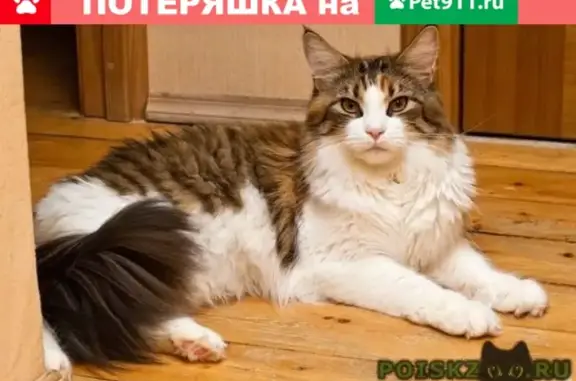 Пропала кошка в Глуске, Беларусь - facebook.com/alisa.dorozh