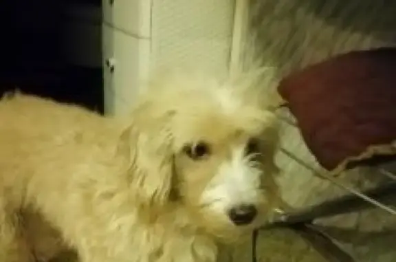 Пропала рыжая собака в Монзино, Россия
