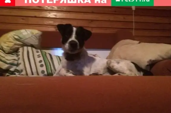 Пропала собака Каспер в Химках, Резиденция Васко да Гама