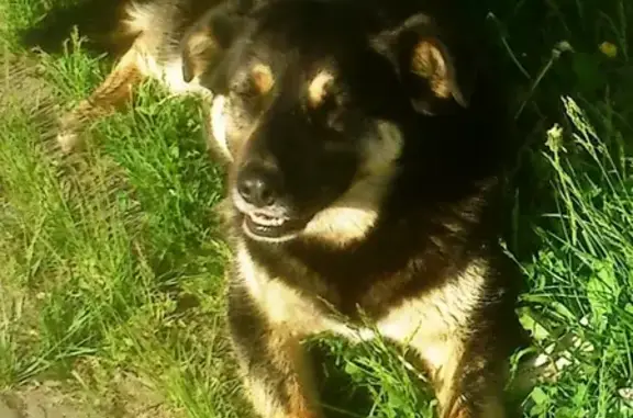 Пропала собака Дина-Найда, видели в конце сентября на Новоясеневском проспекте, Москва