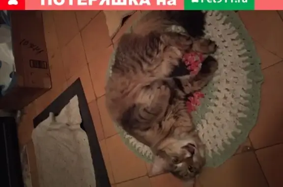 Найдена домашняя кошка на ул. Павла Корчагина, 8