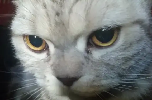 Найден котик в Краснодаре, ищет свой дом