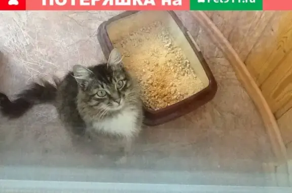 Найдены кошка и кот: ищем добрые руки в Сергиевом Посаде