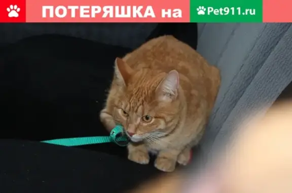 Пропал кот Батон на ул. Синякова, вознаграждение