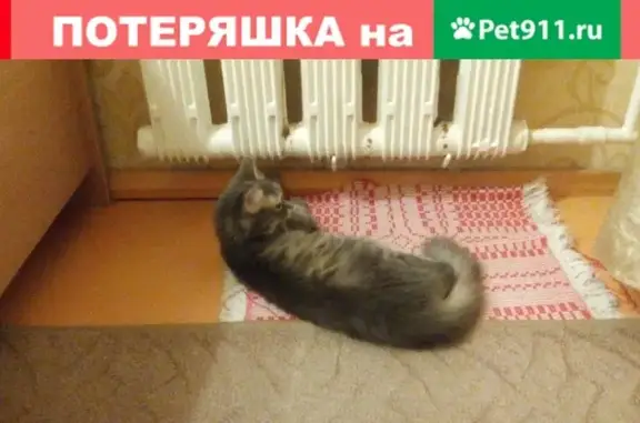 Кошки потеряшки, Новосибирск, фото: Потеряшка кошка Тэся, улица Красина, дом 47