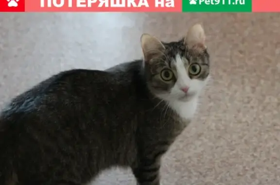 Пропала кошка Масяня на Осипенко, 14.