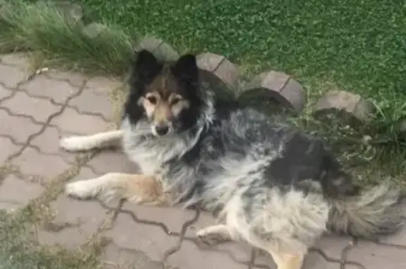 Найден добрый охранник-пёс в Ягодном, Новосибирск