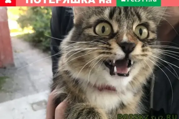 Пропала кошка на улице Есенина, Рязань