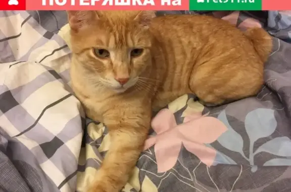 Пропала кошка в ДНТ Косогор, Ленинский район, МО