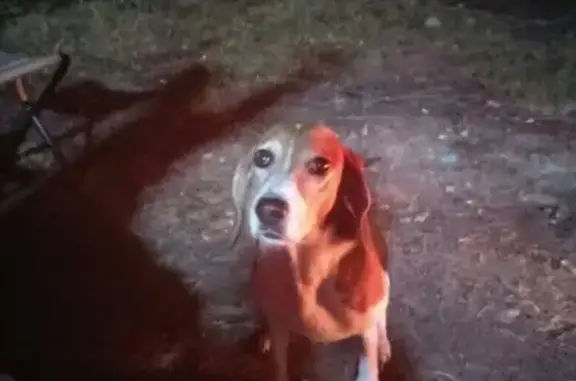 Пропала собака в поселке Красный Адуй, Верхняя Пышма