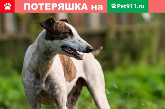 Пропала собака Джо в Москве, Щетининский переулок