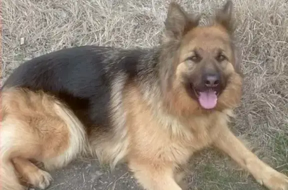 Пропала собака в Запорожье, Бородинский район