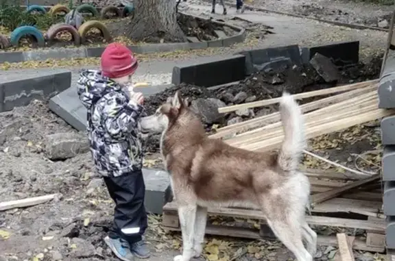 Найдена собака на Огородной 91Г в Саратове