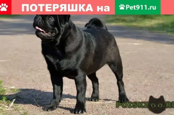 Пропала собака в Новочеркасске