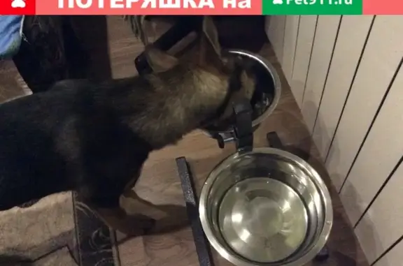 Найдена собака в Щербинках, мальчик, 4 месяца.