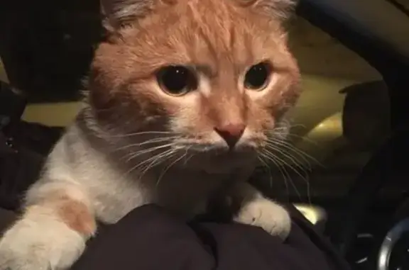Найдена кошка с ошейником в Перми