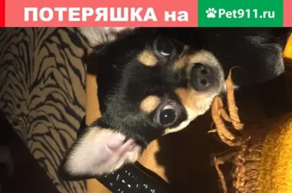 Собаки потеряшки, Клусово, фото: Потеряшка собака Рэм в Клусово