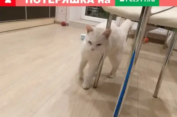 Найдена кошка в Чебоксарах на Новогородской улице