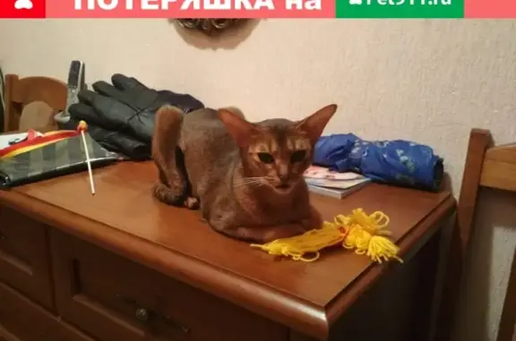 Найдена кошка на улице Амундсена, 5