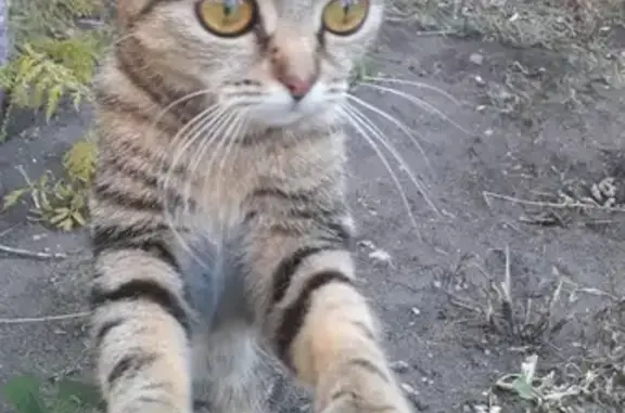 Найдена кошка бенгальской породы в Левобережном районе