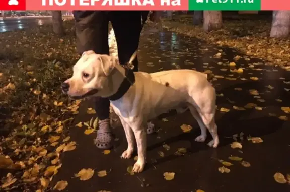 Найдена молодая собака возле Ошарской 88 в Нижнем Новгороде