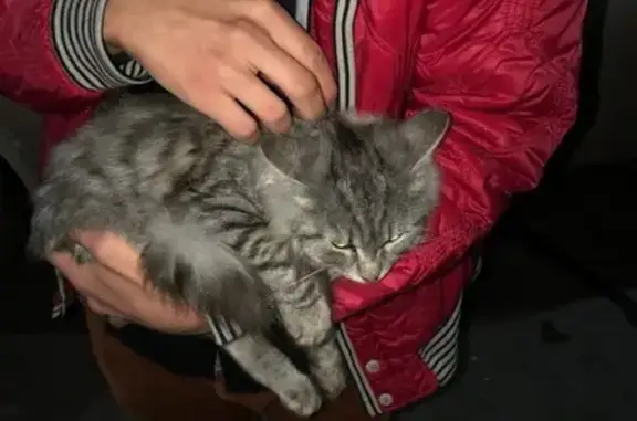 Найдена кошка на улице Вильямса, д.36 в Туле