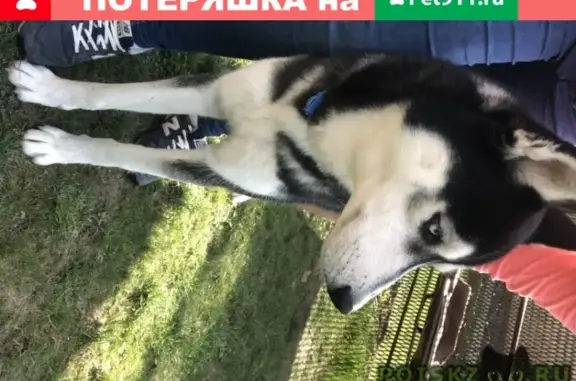 Пропала собака в Малом Саврасово, вознаграждение гарантировано!