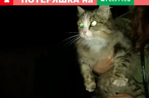 Найдена кошка на улице Серебряный Бор