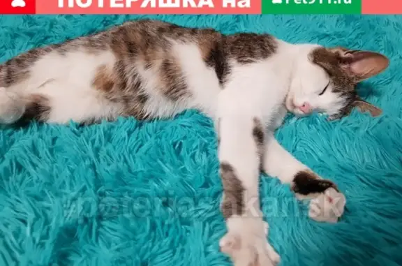 Найдена кошка на ул. Кропоткина 261/1