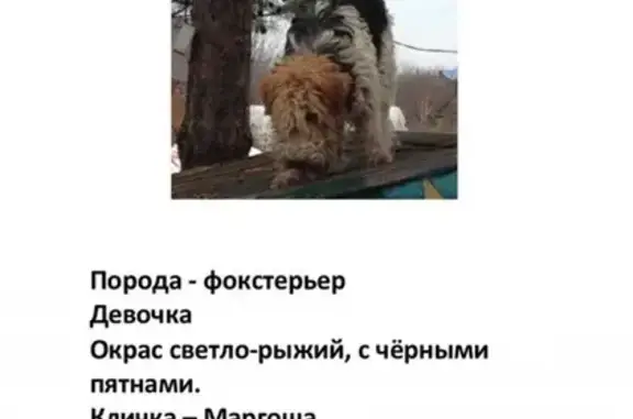 Пропала собака в Шакше, вознаграждение гарантировано!