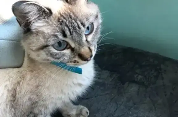 Найдена домашняя кошка в 1-м микрорайоне Читы