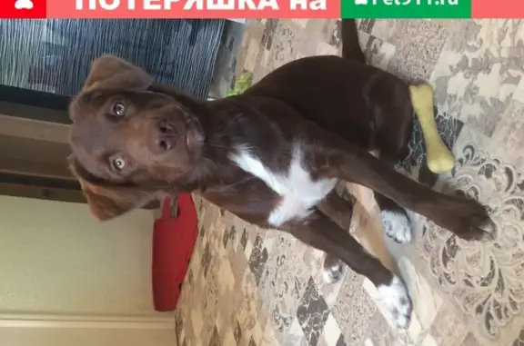 Пропала собака в Видном на пр. Ленинского Комсомола!