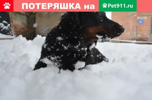 Пропала собака Дина в Октябрьском районе Новосибирска