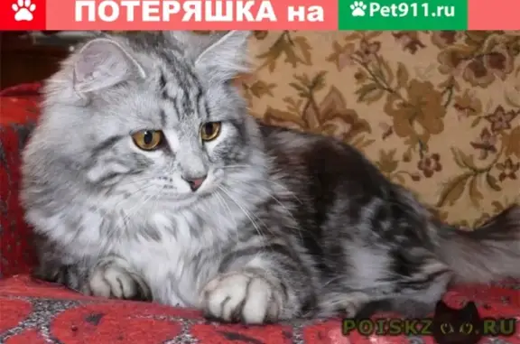 Найдена кошка в Ижевске, ищу хозяев