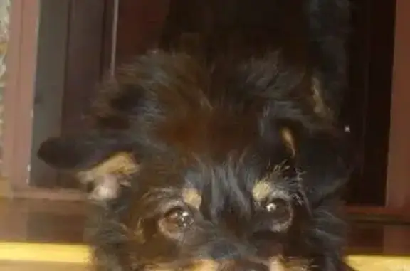 Собаки потеряшки, Новокузнецк, фото: Потеряшка собака по кличке Арче в Новокузнецке