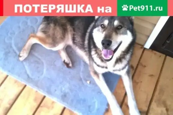 Найдена собака в Старом Поддубье, Гатчинский район