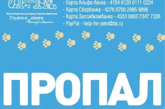 Кошки потеряшки, Тюмень, фото: Потеряшка кот Жора в Тюмени, помогите найти!