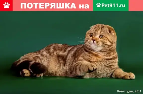 Найдена шотландская кошка на ул. Доронина в Ярославле