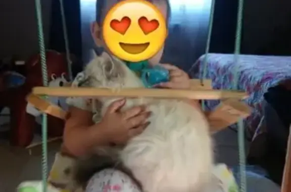 Кошки потеряшки, Тюмень, фото: Потеряшка кошка на Барнаульской улице, Тюмень