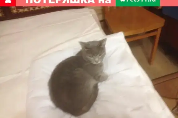 Пропала кошка в Азнакаево, ул. Фатыха Галиева