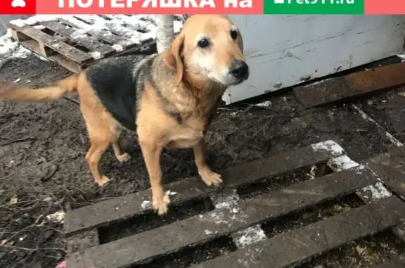 Найдена беременная собака в селе Киргишаны, Свердловская область