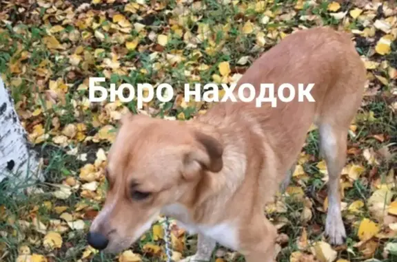 Найден рыжий пёс на Предмостной площади, ищем хозяина