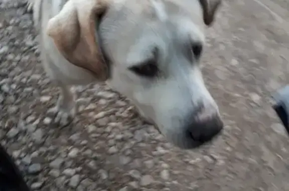 Найдена собака в деревне Акишево, ищет хозяина.