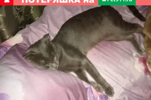 Пропал кот Султан на улице Азовской 5, Приморско-Ахтарск