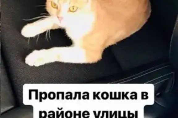 Пропала кошка Хлоя в микрорайоне №31, Ставрополь