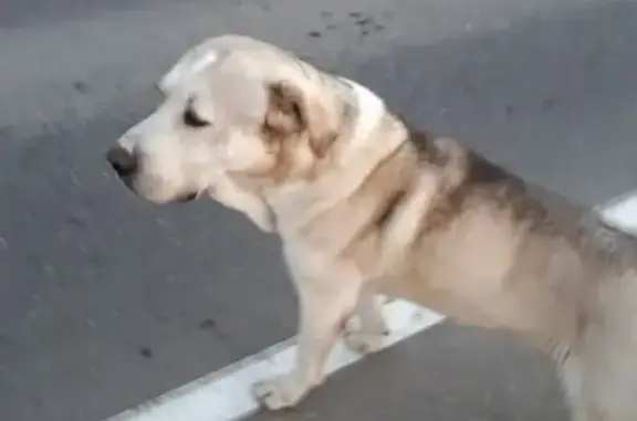 Найдена собака в деревне Акишево, Наро-Фоминский городской округ