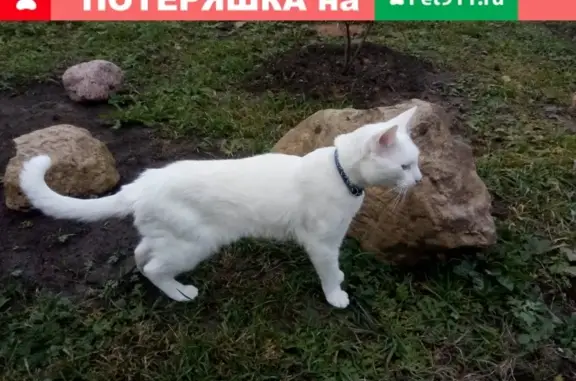 Кошки потеряшки, Старое Хинколово, фото: Потеряшка белый кот в деревне Старое Хинколово, Гатчинский район