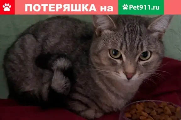 Найдена серая кошка на ул. Маклина, Киров